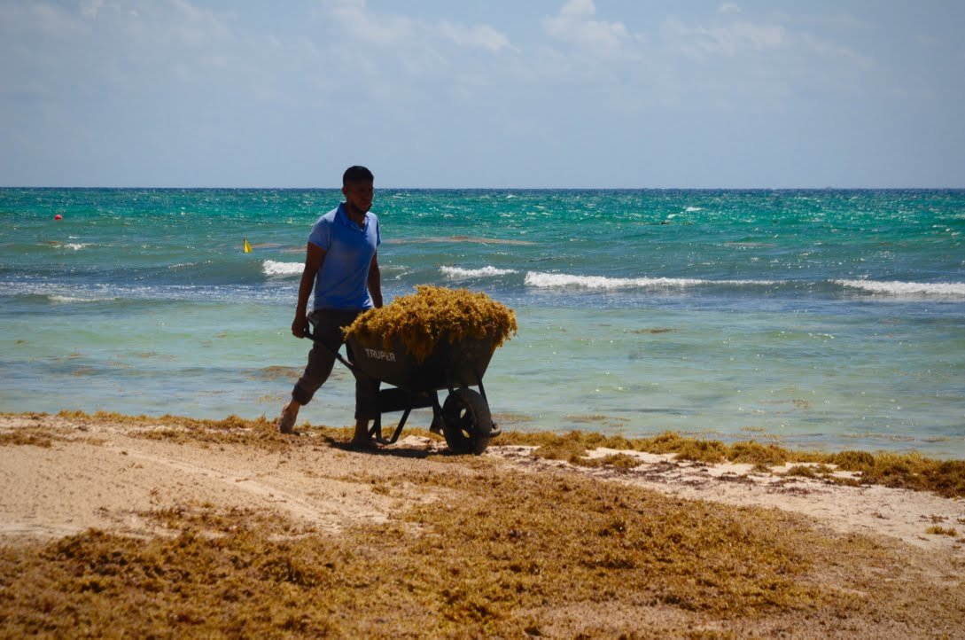 Sargassum Continues to Threaten Riviera Maya Beaches