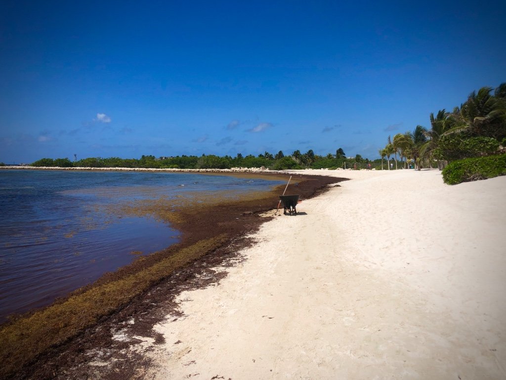 Sargassum Continues to Plague Riviera Maya Coastline