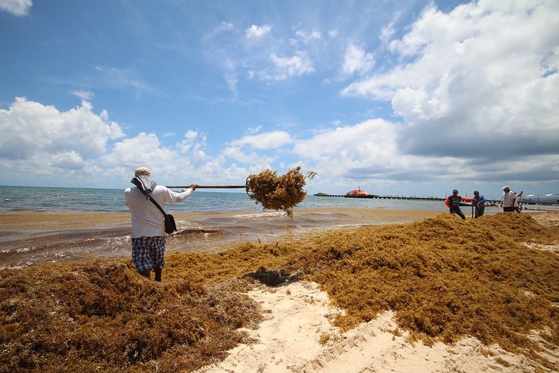 Volunteers removing sargassum seaweed from a beach on a sunny day as one person pitches a forkful into the sea