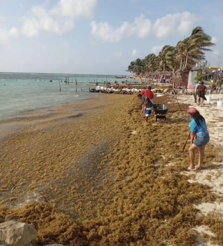 Individuals cleaning a beach covered with sargassum seaweed, with the clear ocean and palm trees in the background.