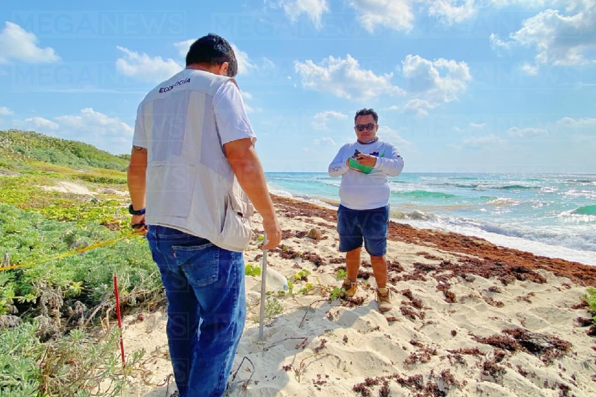 Two environmental scientists with measurement tools surveying a beach covered with washed-up seaweed under a clear blue sky.