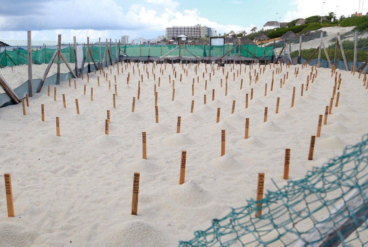 Rows of wooden stakes on a sandy beach, marked for turtle nesting conservation efforts, with a green fence and urban backdrop.