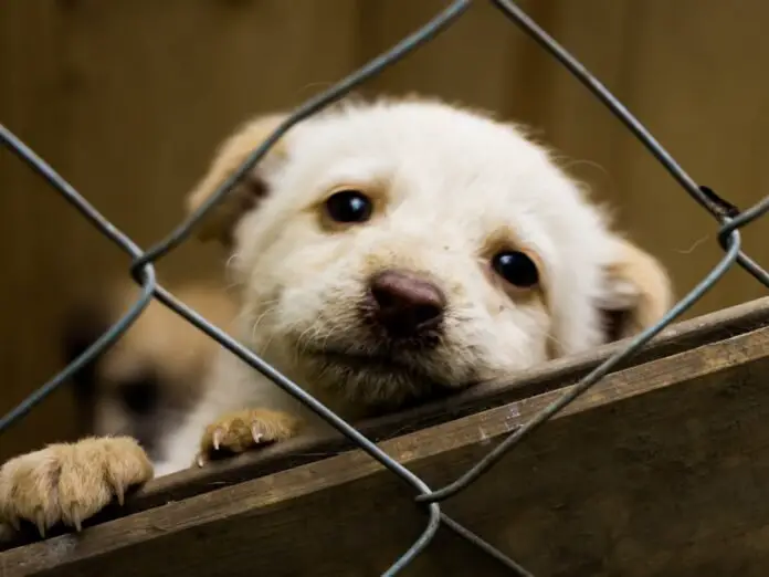 A cream-colored puppy with a hopeful expression peering through a chain-link fence.