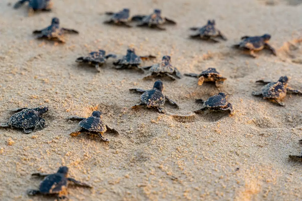 baby turtles heading to the water