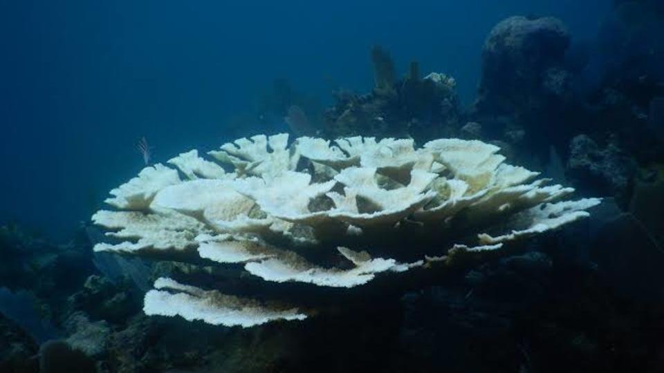 An expansive coral formation resembling a tabletop stretches across the frame, surrounded by the dark blue ocean and aquatic life.