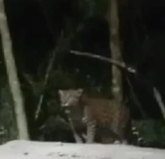 Blurred image of a potential animal spotted between trees in a forested area with snow on the ground.