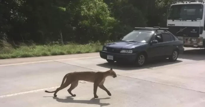A cougar crossing a road with vehicles, including a sedan and a truck, waiting for it to pass by.