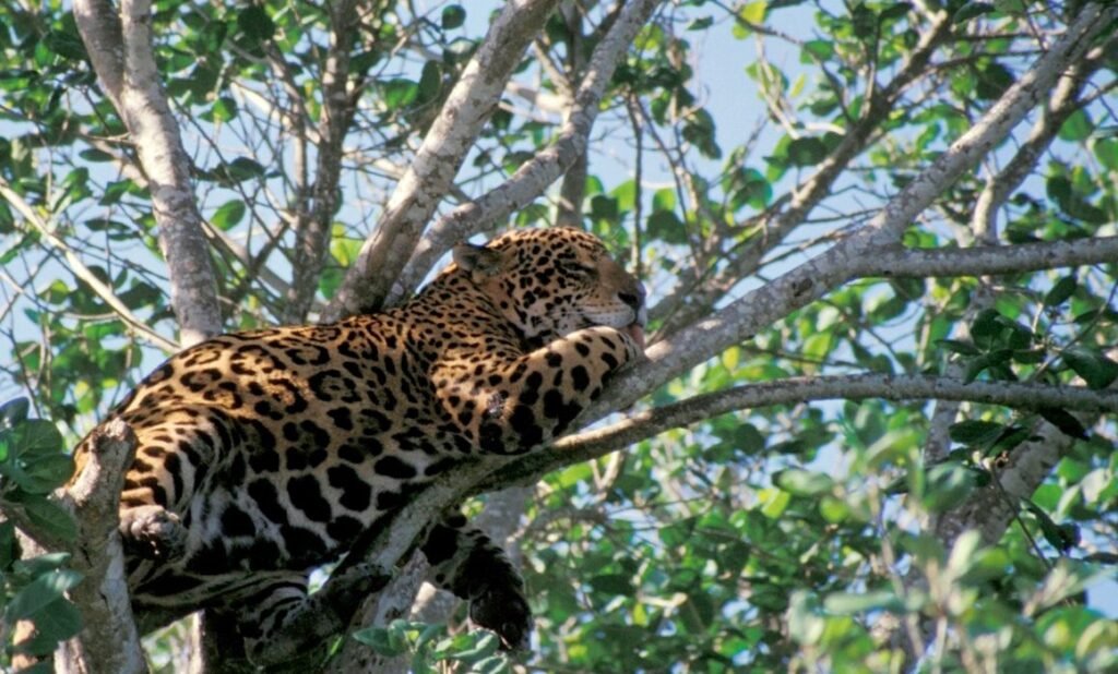 A jaguar lying on a tree branch, surrounded by lush green foliage, with its head resting on its paws as it relaxes.