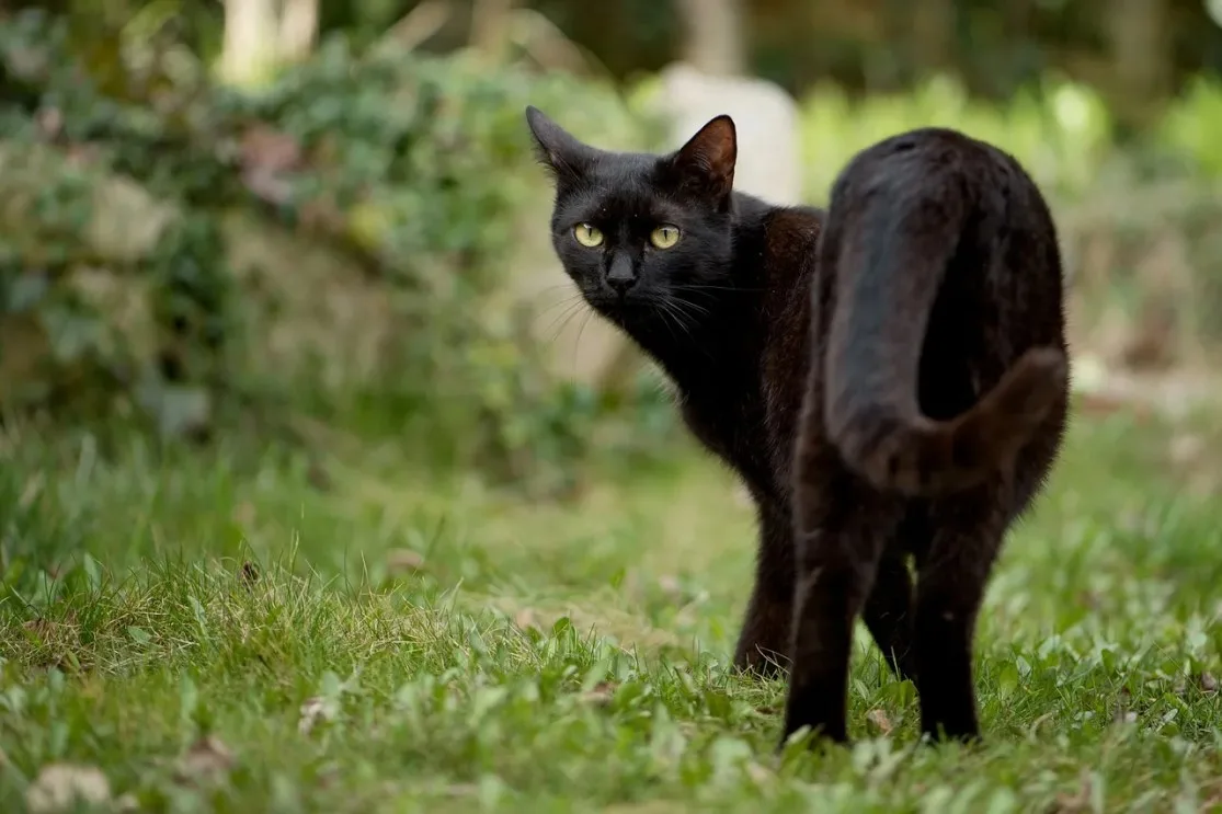 A sleek black cat with yellow eyes looking back as it walks through a green garden.
