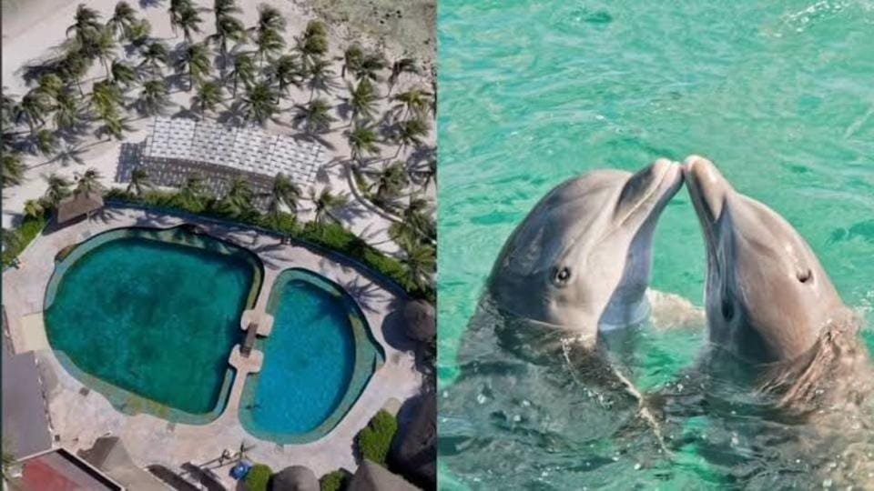 On the left, an aerial view of a resort with a bow tie-shaped pool surrounded by palm trees. On the right, two dolphins facing each other, creating an illusion of a heart shape with their heads and beaks in clear blue waters.