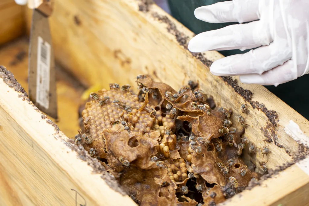 melipona bee hive