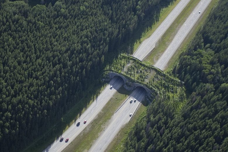 example of a wildlife overpass crossing on a highway