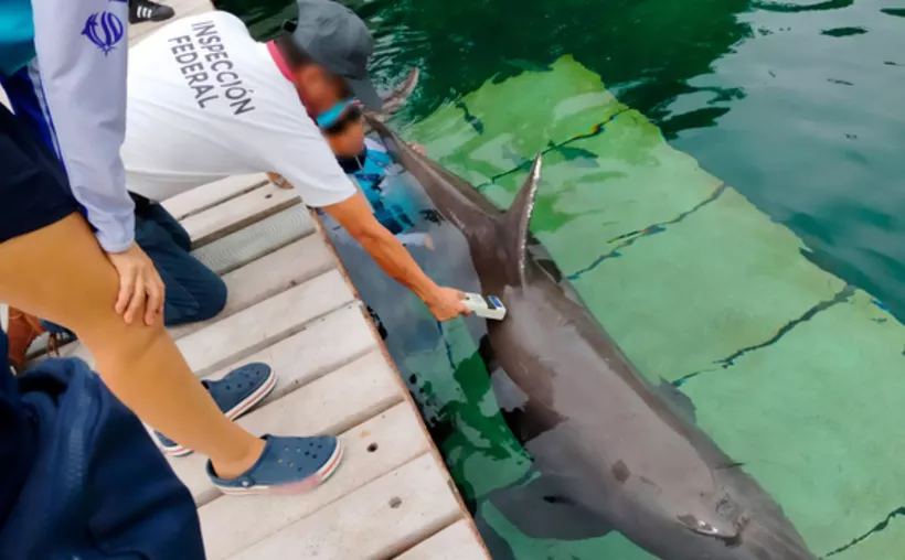 dolphin death at barcelo resort