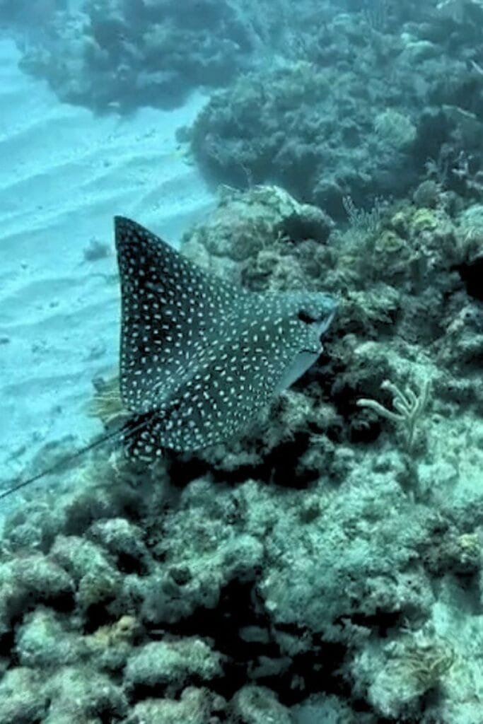 spotted eagle ray
