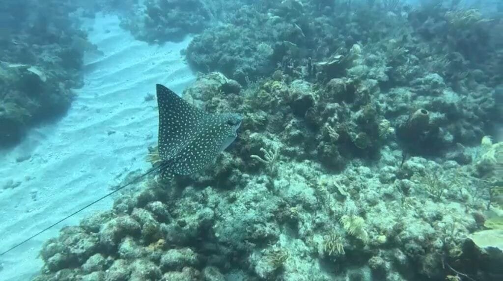 spotted eagle ray