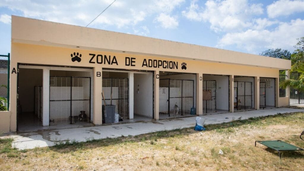 new public animal clinic in playa del carmen