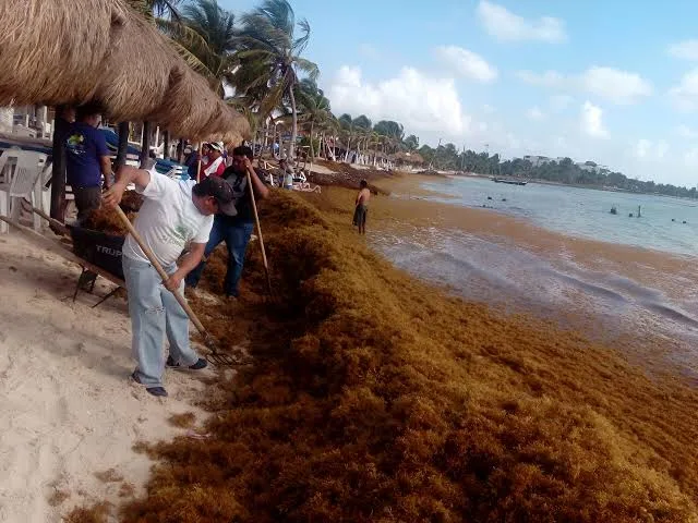 Workers clearing brown seaweed from a beach while others enjoy the shore in the background