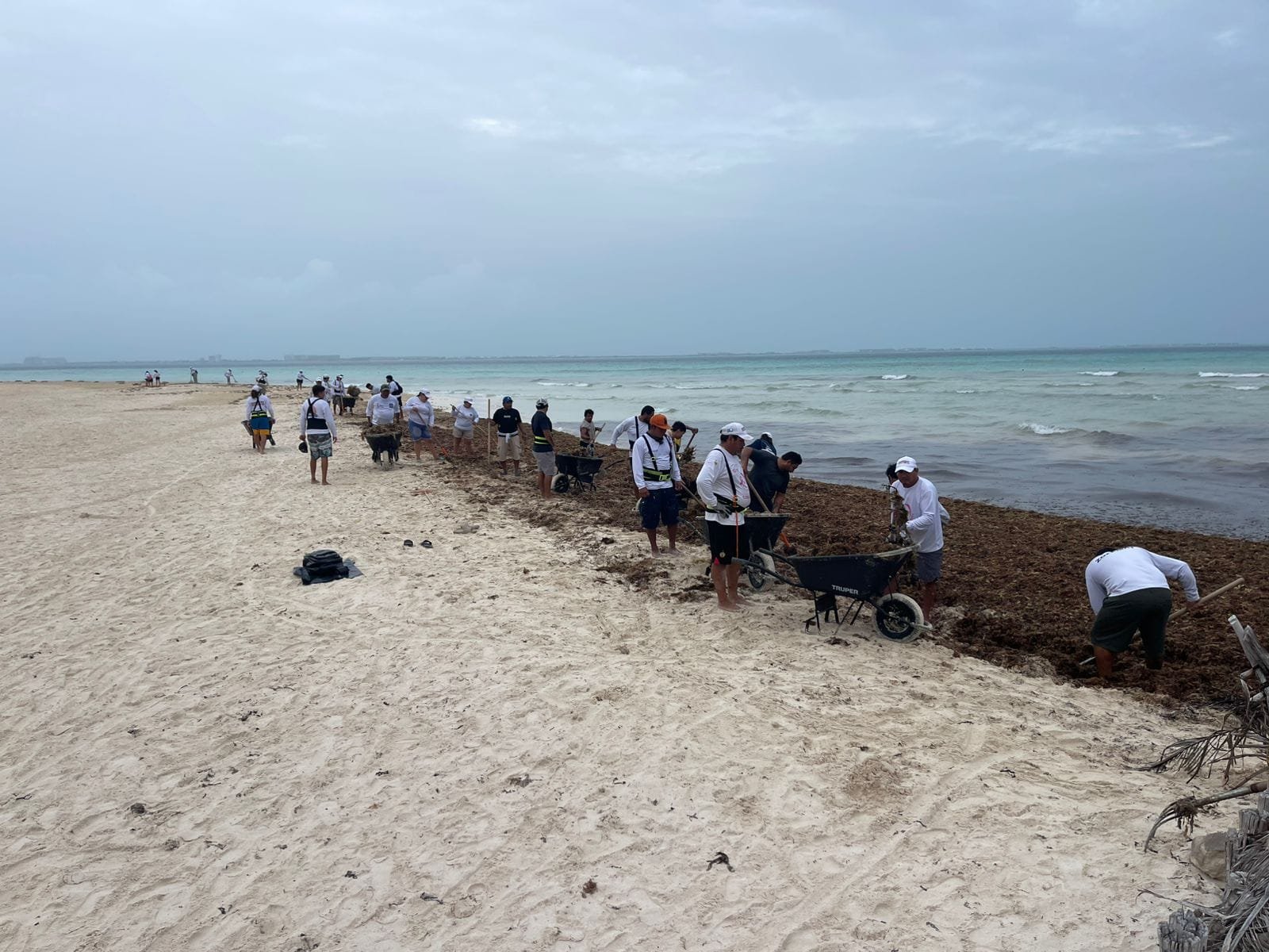 A group of volunteers is cleaning up seaweed from the beach on a cloudy day, with the ocean in the background.$# CAPTION