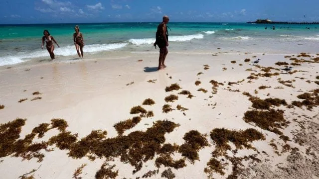 Tourists walking on a sandy beach with scattered seaweed along the shoreline and the ocean in the background.$# CAPTION