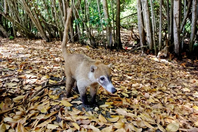 coati in jungle habitat playa del carmen