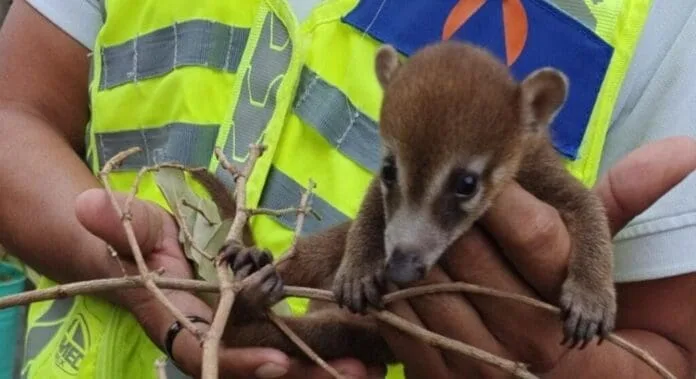 A person in a reflective vest holds a young coati, with the animal grasping onto some twigs in their hands.$#$ CAPTION