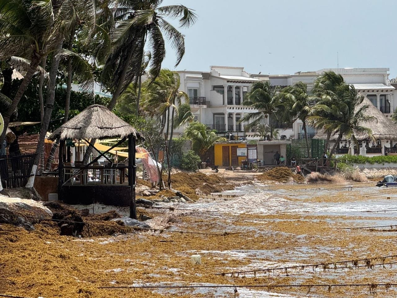 A beach scene showing a hut near the shoreline, with significant amounts of sargassum seaweed washed ashore and palm trees swaying in the wind. In the background, there are buildings and people visible.$#$ CAPTION