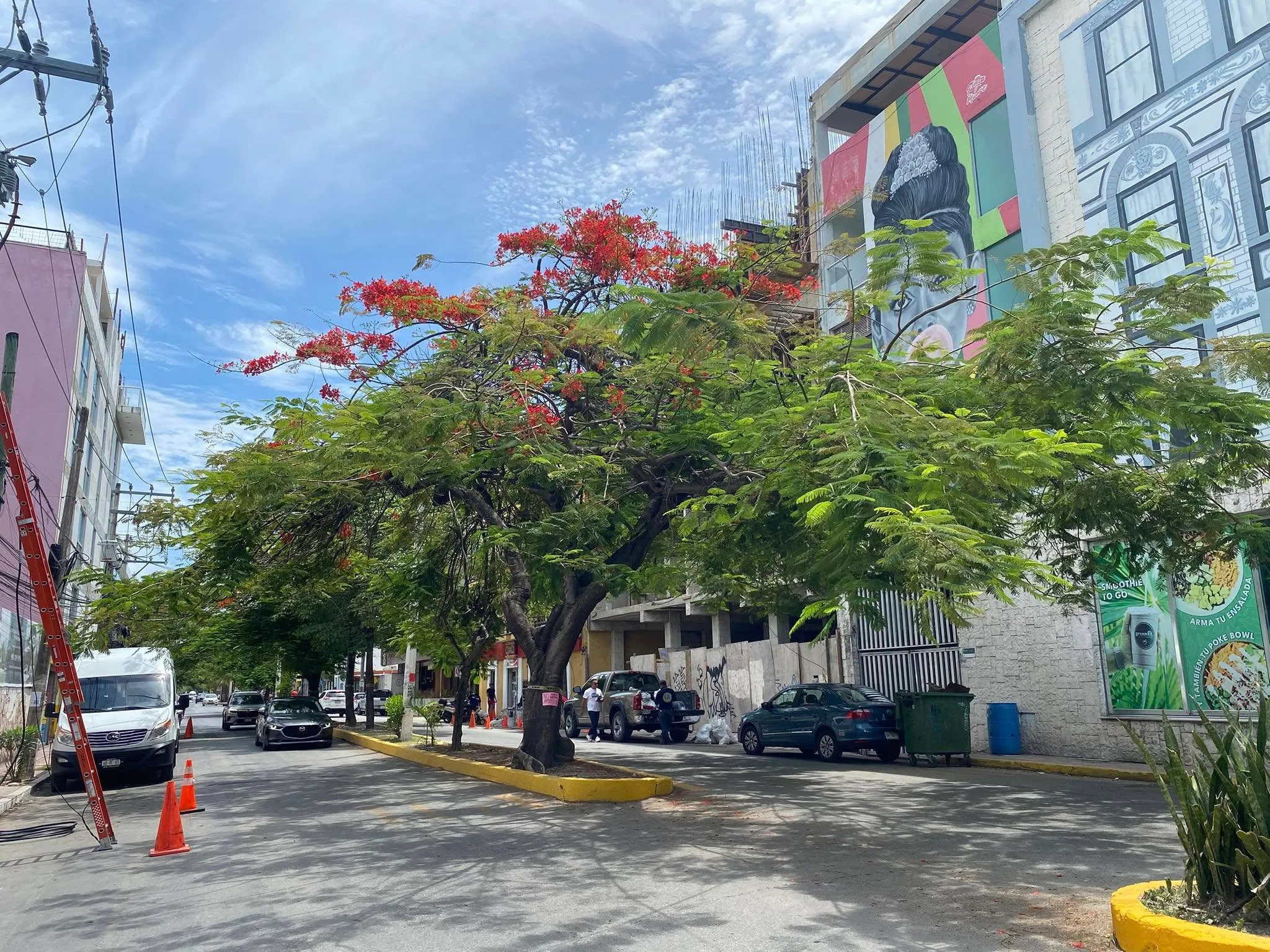 Flamboyan Trees to be removed in Playa del Carmen