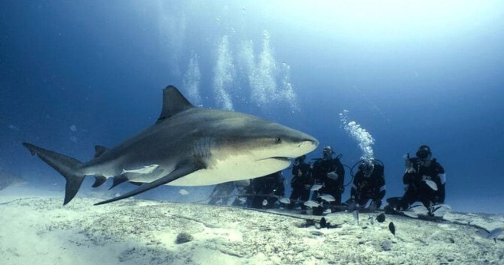 diving with bullsharks in playa del carmen