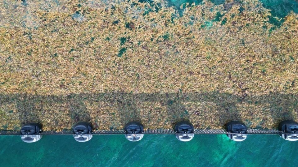 Aerial image showing a dense layer of sargassum seaweed on the surface of the water, with black floating barriers visible at the bottom of the image.$#$ CAPTION