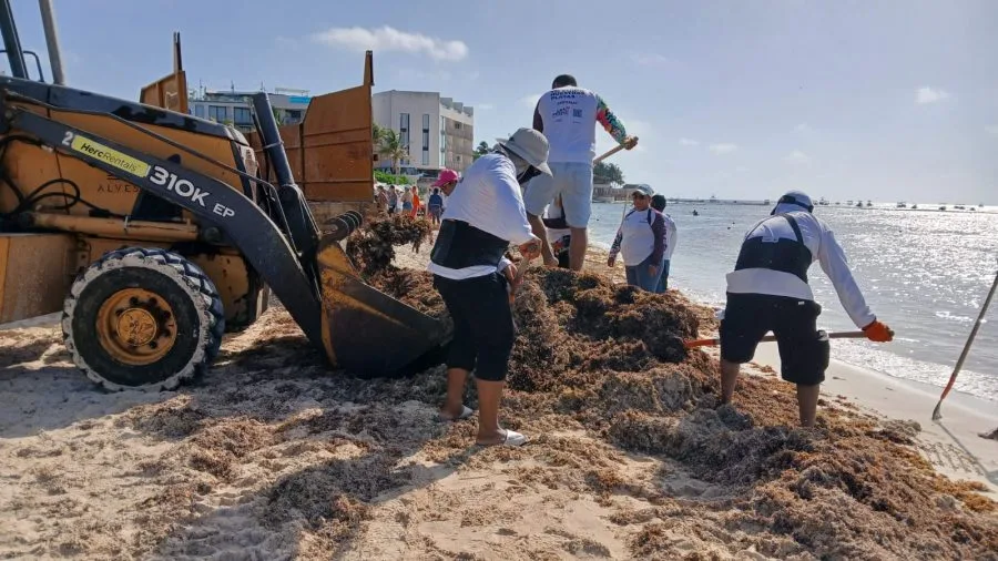 Workers using heavy machinery and tools to clear seaweed from a beach, with buildings and boats visible in the background