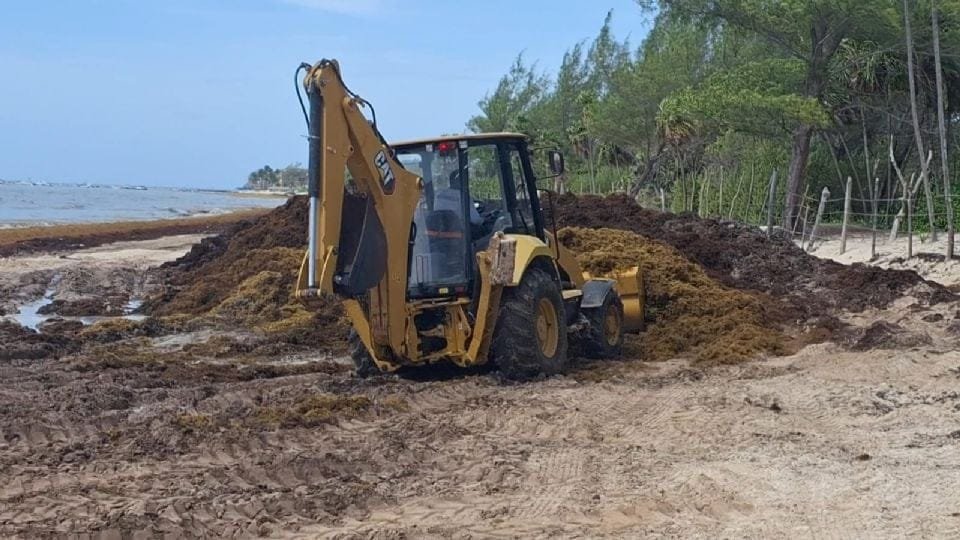 A yellow backhoe loader is clearing seaweed from a beach near the waterline on a sunny day. Various green trees are visible in the background, and the ocean is in the distance.
