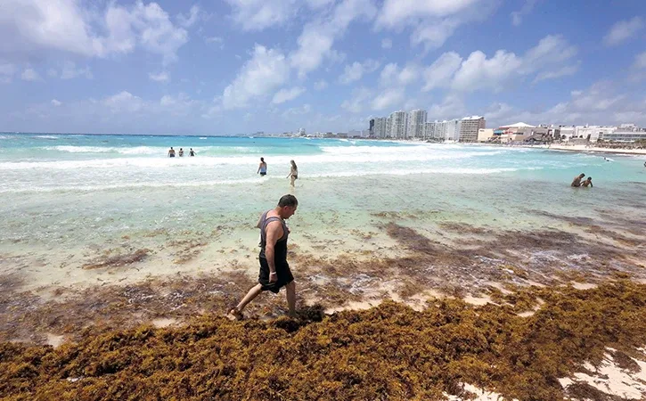 A person walking along a beach covered with seaweed, with the ocean and buildings in the background.$# CAPTION