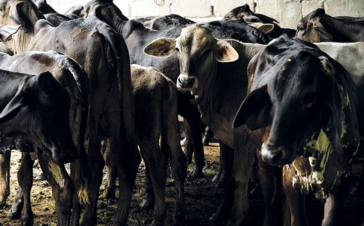 A group of cows standing closely together in a dimly lit barn environment.$# CAPTION
