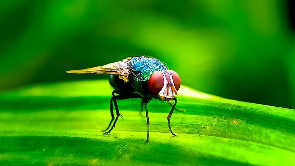 A close-up of a vibrant blue fly with large red eyes sitting on a green leaf.