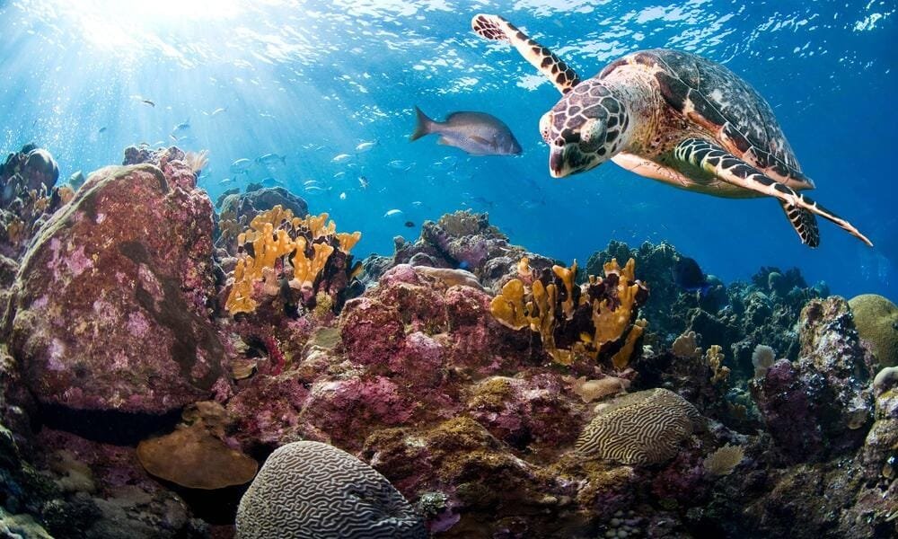 A sea turtle swims gracefully above vibrant coral formations in a clear blue ocean environment.$# CAPTION