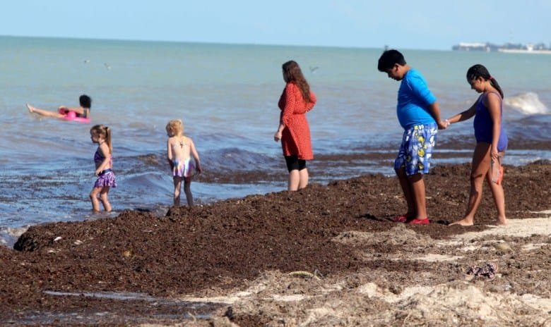 A family enjoys a beach outing, with children playing in the water and adults standing on the shore amidst seaweed.