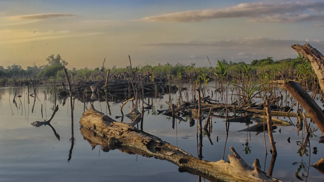 A wetland scene with logs and stumps in calm water, surrounded by green vegetation and a cloudy sky.$#$ CAPTION