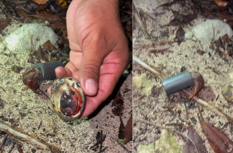 A person holding a hermit crab with a unique shell, while another crab is seen in the background.$#$ CAPTION