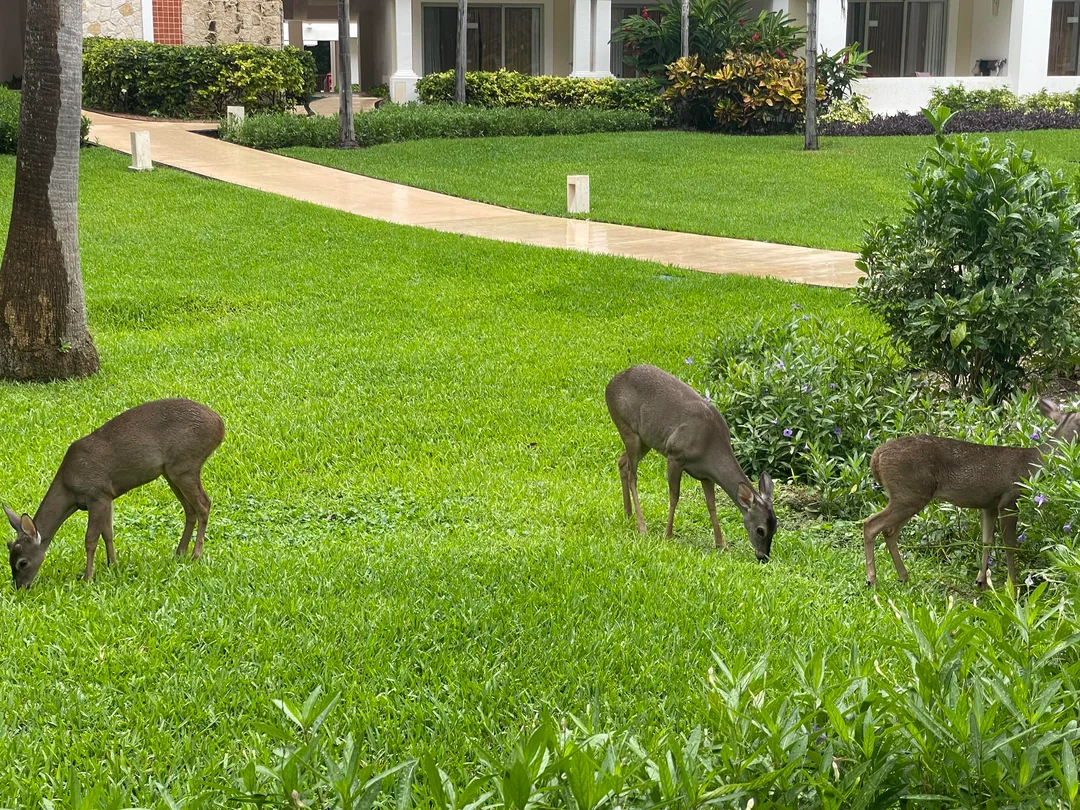 deer in playacar development
