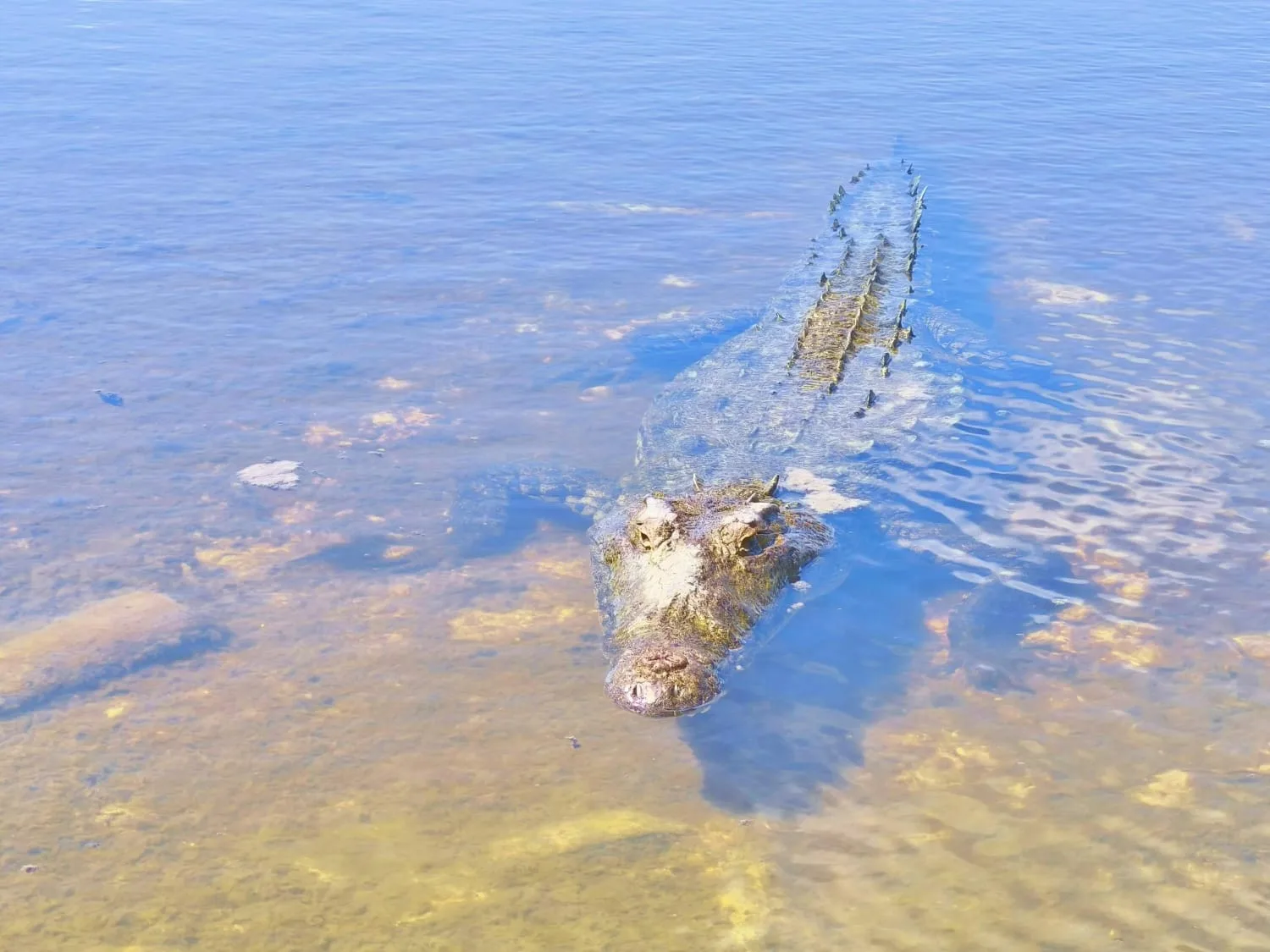 A crocodile swimming in clear water, partially submerged, with visible rocks in the background