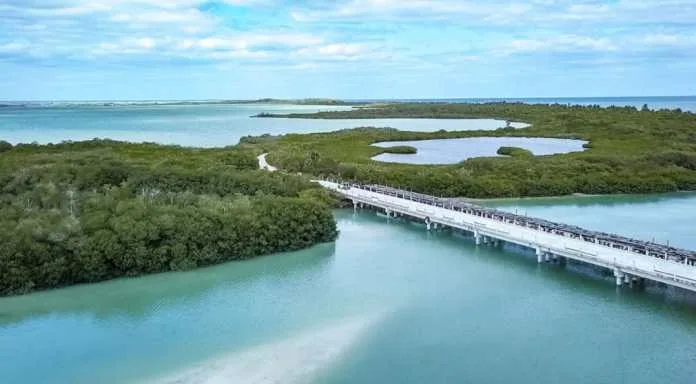 Aerial view of a mangrove landscape featuring a boardwalk, with calm waters and lush greenery surrounding it.$# CAPTION