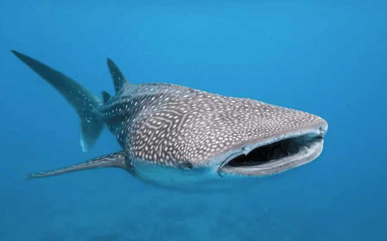 whale shark