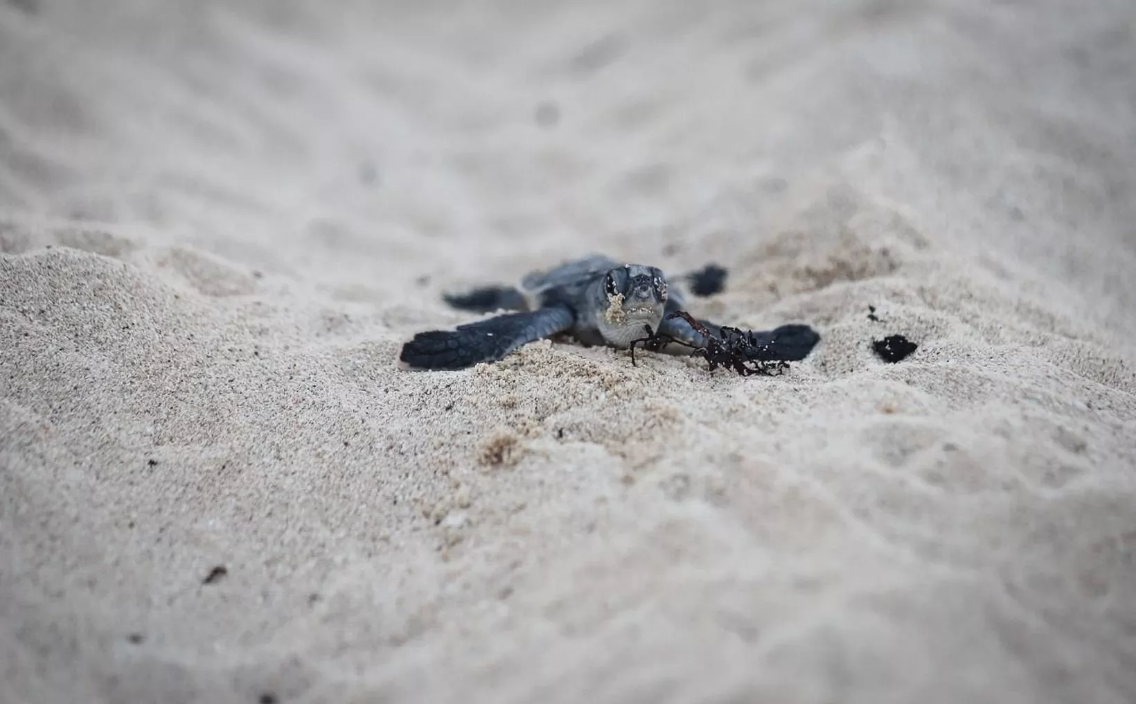 A small turtle hatchling emerging from the sand and crawling towards the water, with seaweed nearby.$#$ CAPTION