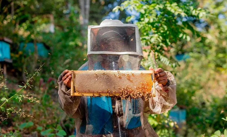 A beekeeper in protective gear holding a frame of honeycomb with bees in a lush, green environment.$# CAPTION