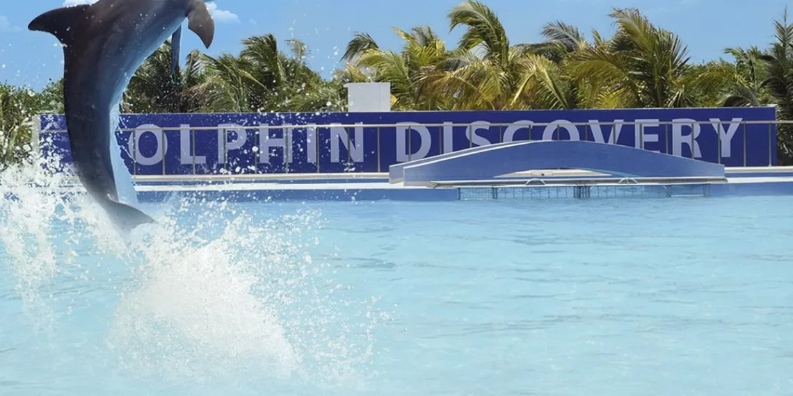 A dolphin leaping out of the water at Dolphin Discovery, with palm trees and a blue sky in the background.