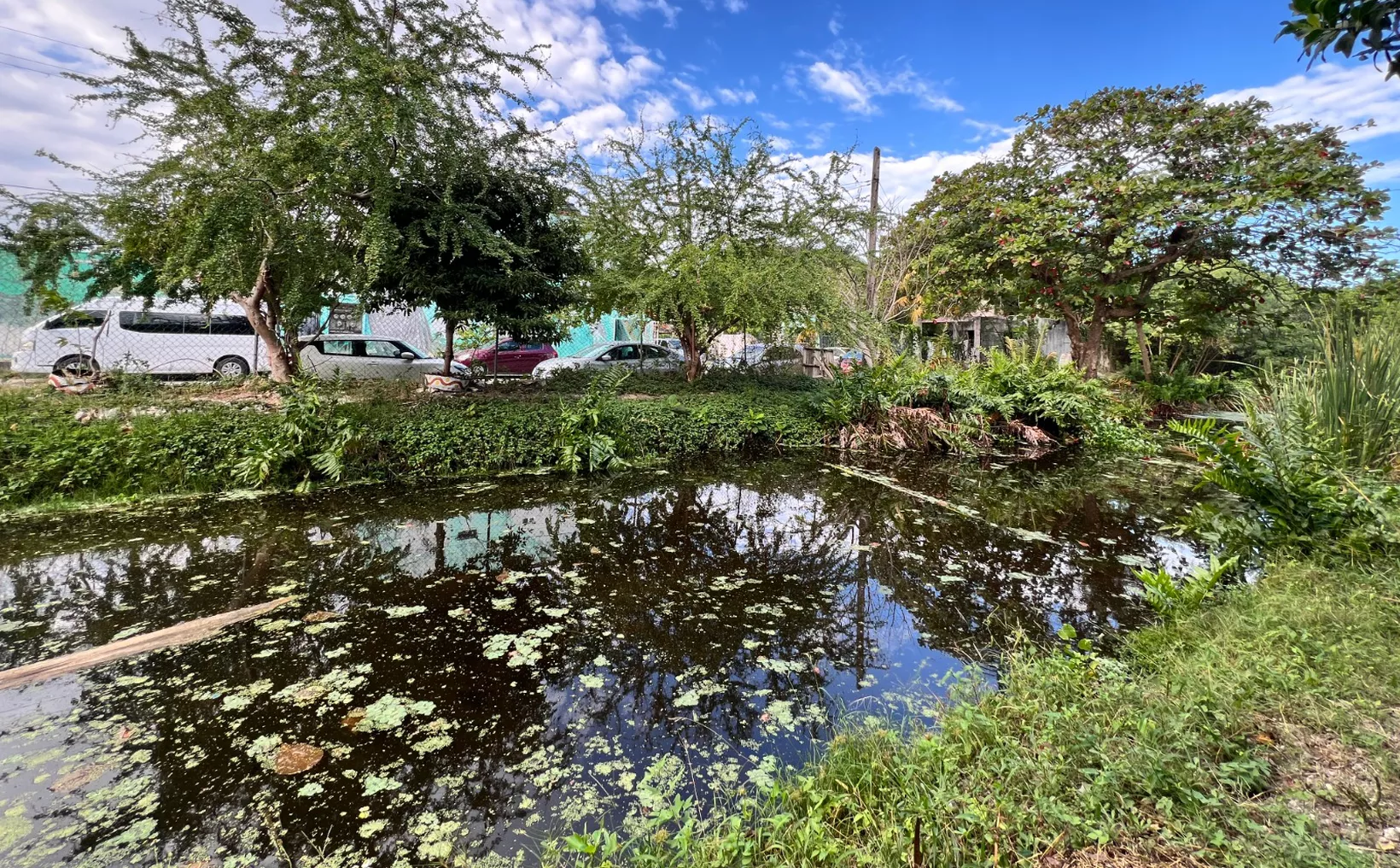 A tranquil waterway surrounded by lush greenery and trees, reflecting the sky above with some algae visible on the surface. Cars are parked nearby amidst the greenery.$# CAPTION