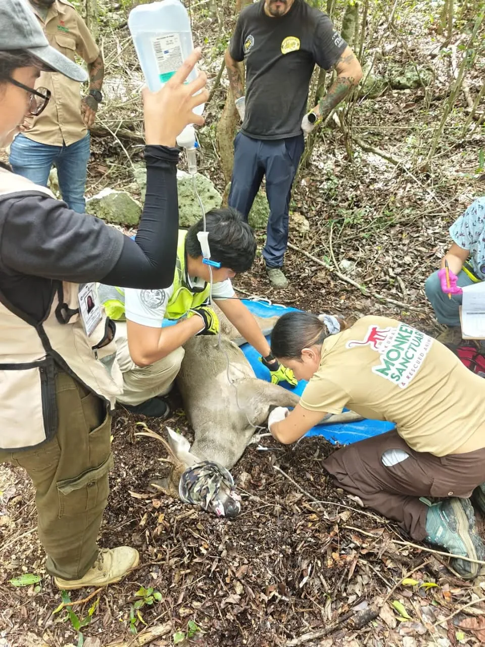 A team of wildlife rescuers is attending to a deer, providing medical assistance in a forest setting.$# CAPTION