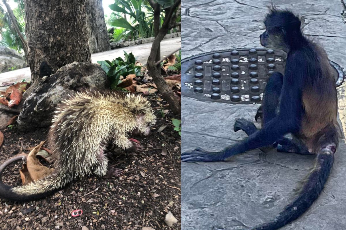 wildlife in puerto aventuras