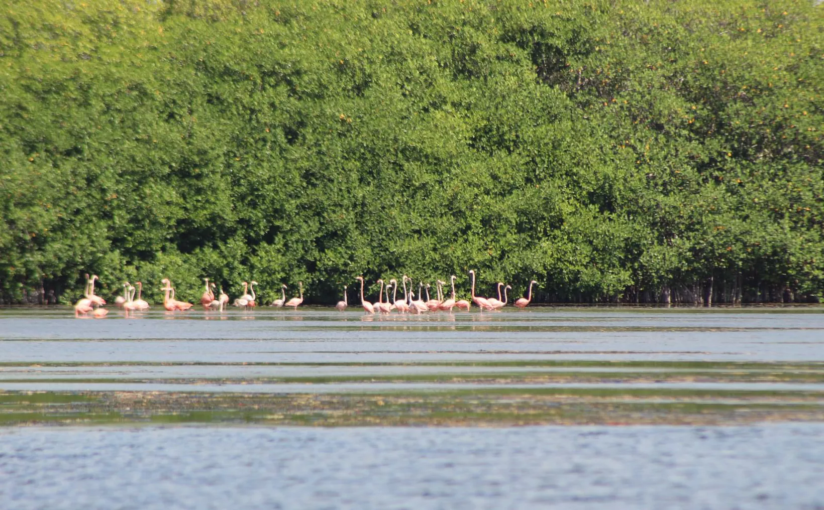 Group of flamingos wading in shallow water near green mangroves