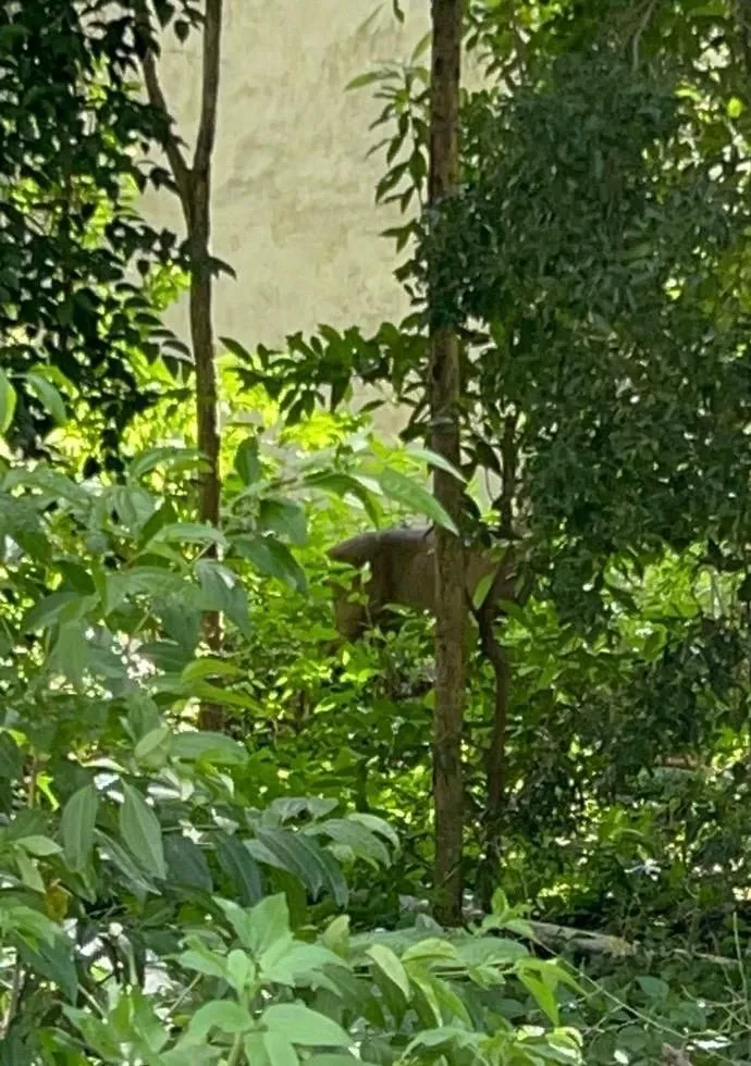 An elusive animal blends seamlessly into its natural habitat, showcasing the beauty of wildlife in the forest.